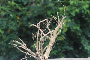 15×24 Inch Vertical Spiderwood Driftwood | Tall Aquarium Centerpiece | Natural Aquascaping Wood for 2 Ft Tanks