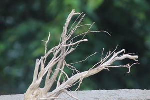 12×12 Inch Driftwood | Perfect for 1–2 Ft Aquariums