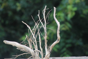 15×15 | Aquarium Driftwood Centerpiece thumbnail 1