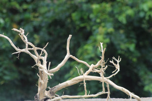 24×18 |Aquarium Decoration Spiderwood   Corner Piece thumbnail 1