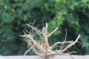 24×20 | Aquarium Decoration Spiderwood Centerpiece thumbnail 1