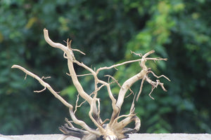 Aquarium Driftwood 24×18 Inch Driftwood Centerpiece – Natural Focal Point for Aquascapes thumbnail 1