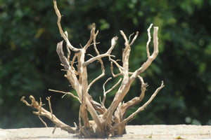 24×20 Inch Driftwood Centerpiece – Natural Tree-Like Design thumbnail 1