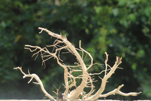 24×18 (L×H) | Bonsai-Style Driftwood Centerpiece thumbnail 1