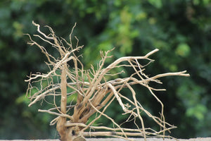 20×18 Inch Branchy Aquarium Driftwood thumbnail 1