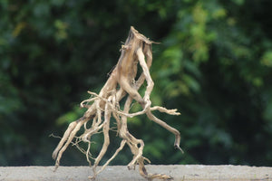 12×15 Inch Driftwood – “Root That Walks”