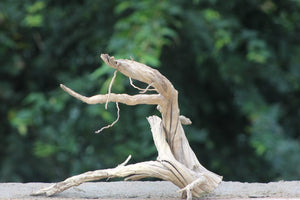 18×15 Inch Minimal Branch Aquarium Driftwood – Open & Airy Layout thumbnail 1