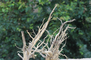 30×24 Inch (LXH) Aquarium Driftwood | Vertical Slant Two-Piece Set thumbnail 1