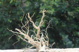 20x20 Inch Driftwood | Statement Aquascaping Centerpiece thumbnail 1
