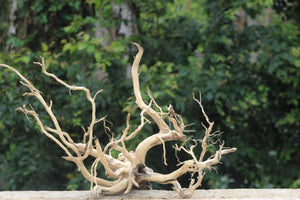 42×24 Inch (LXH) Aquarium Driftwood  | Majestic Centrepiece thumbnail 1