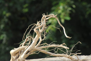 18×15 Inch (LXH)Aquarium Driftwood  | Natural Mid-Size Hardscape thumbnail 1