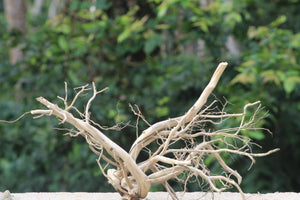 30×18 Inch (LXH)Aquarium Driftwood  | Majestic Centrepiece for Large Aquariums thumbnail 1