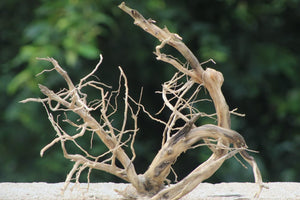 18×15 Inch (LXH)Aquarium Driftwood  | Tall Vertical Centrepiece thumbnail 1