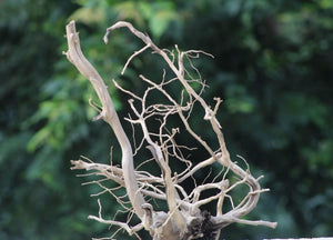 18×24 Inch (LXH)Aquarium Driftwood  | Tall Vertical Centrepiece thumbnail 1