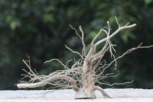 18x15  Inch (LXH)Aquarium Driftwood  | Compact Natural Driftwood for Nano Aquariums thumbnail 1