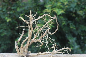 20×18 Inch (L×H)  Spiderwood for Aquariums| Corner Aquascaping Piece for 2 Ft Aquariums thumbnail 1