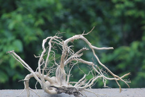 24×15 Inch (L×H) Spiderwood for Aquariums| Large Aquascaping Centrepiece thumbnail 1