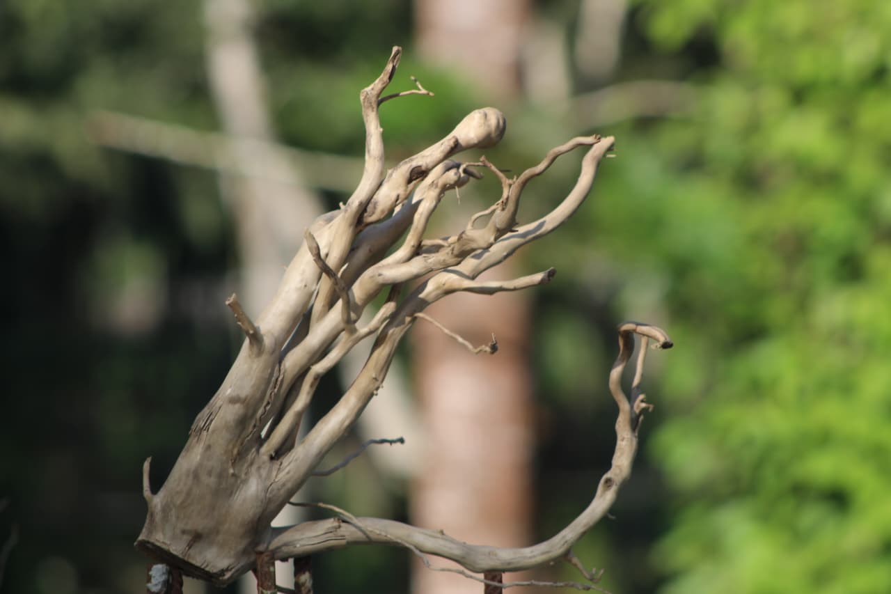12x12 Inch Spider Wood for Aquarium & Terrarium – Natural Driftwood by Unique Driftwood