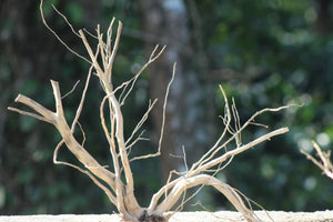 20x18 Inch Spider Wood for Aquarium & Terrarium – Natural Driftwood by Unique Driftwood thumbnail 1