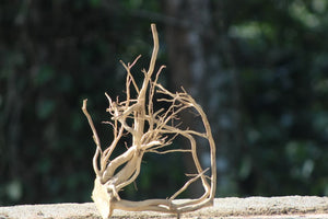 12x15 Inch Spider Wood for Aquarium – Natural Driftwood by Unique Driftwood