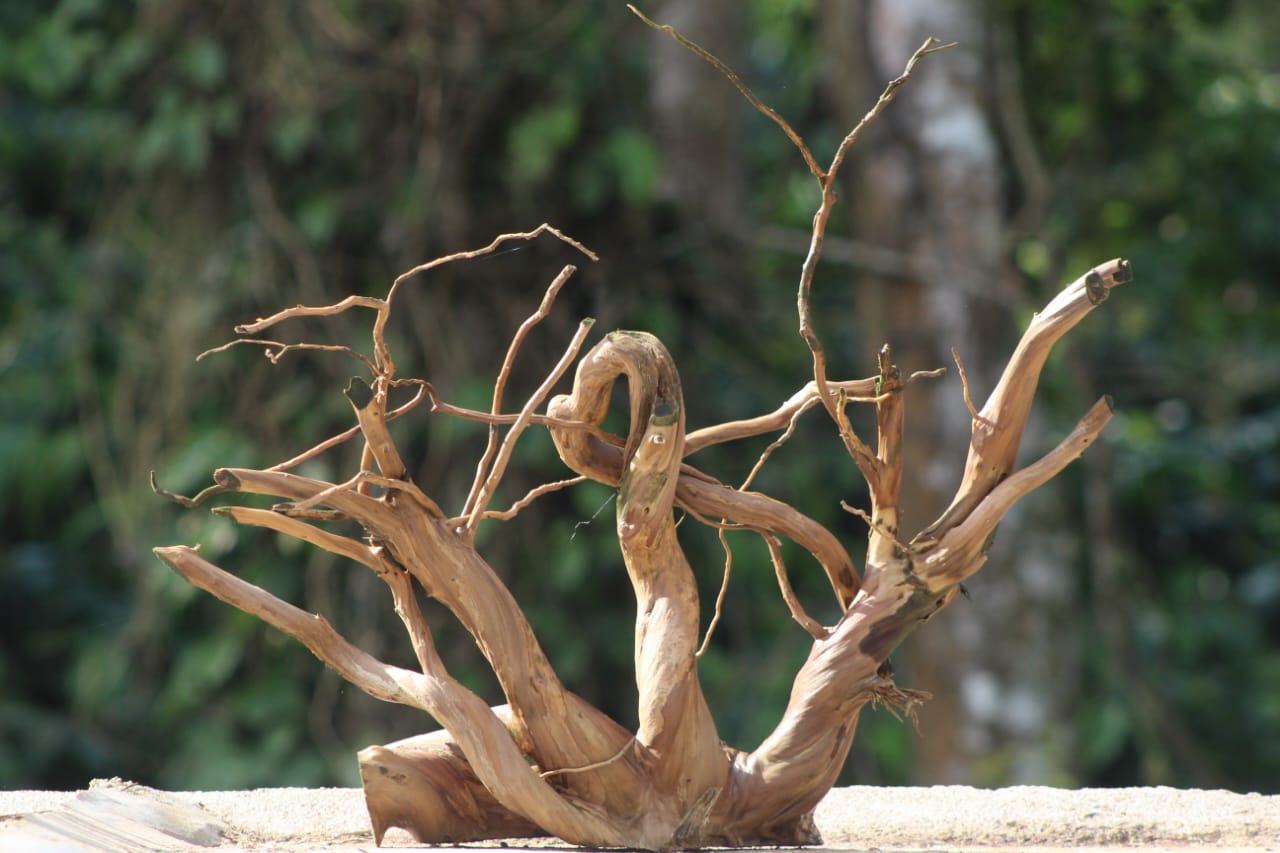 24x18 Inch Spider Wood for Aquarium – Natural Driftwood by Unique Driftwood