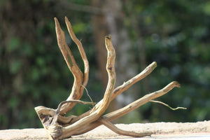 12x12 Inch Spider Wood for Aquarium – Natural Driftwood by Unique Driftwood thumbnail 1