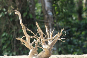 24x15 Inch Spider Wood for Aquarium | Unique Driftwood thumbnail 2
