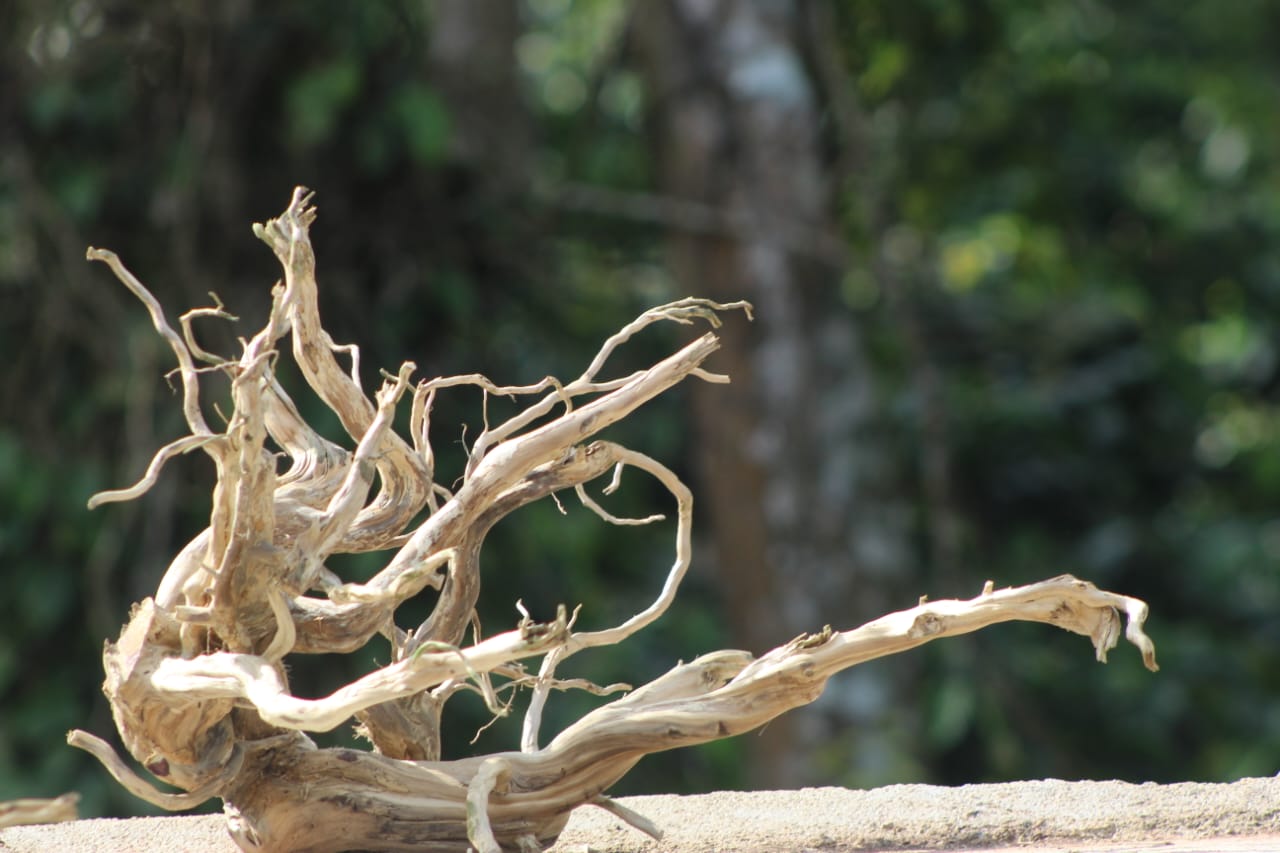 24x15 Inch Spider Wood for Aquarium | Unique Driftwood