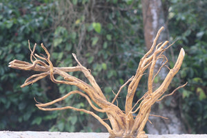 36×24 Inch Spiderwood — V-Branch Centrepiece with Dynamic Split Flow thumbnail 1