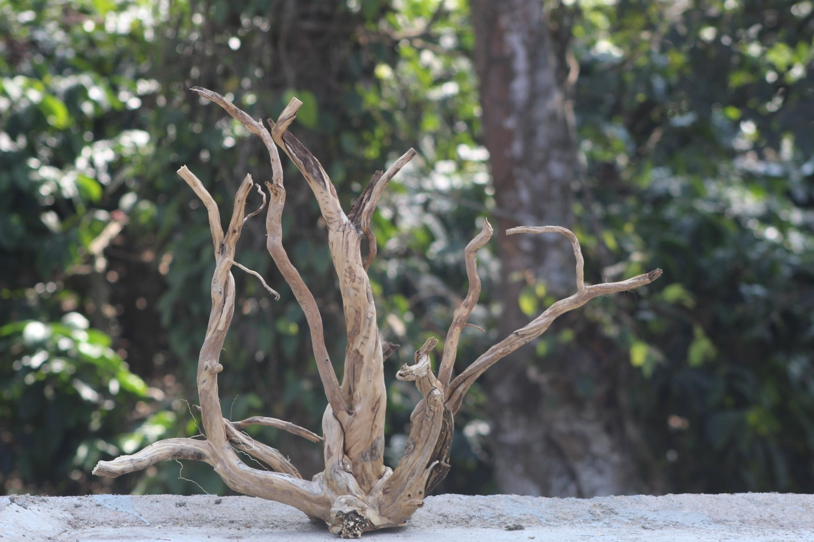 30×24 Inch Spiderwood — Statement Centrepiece with Depth, Flow & Natural Presence