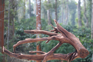 42×24 Inch Teak Root Driftwood — 100% Natural River-Formed Structure (For Experienced Professional Aquascapers Only) thumbnail 2