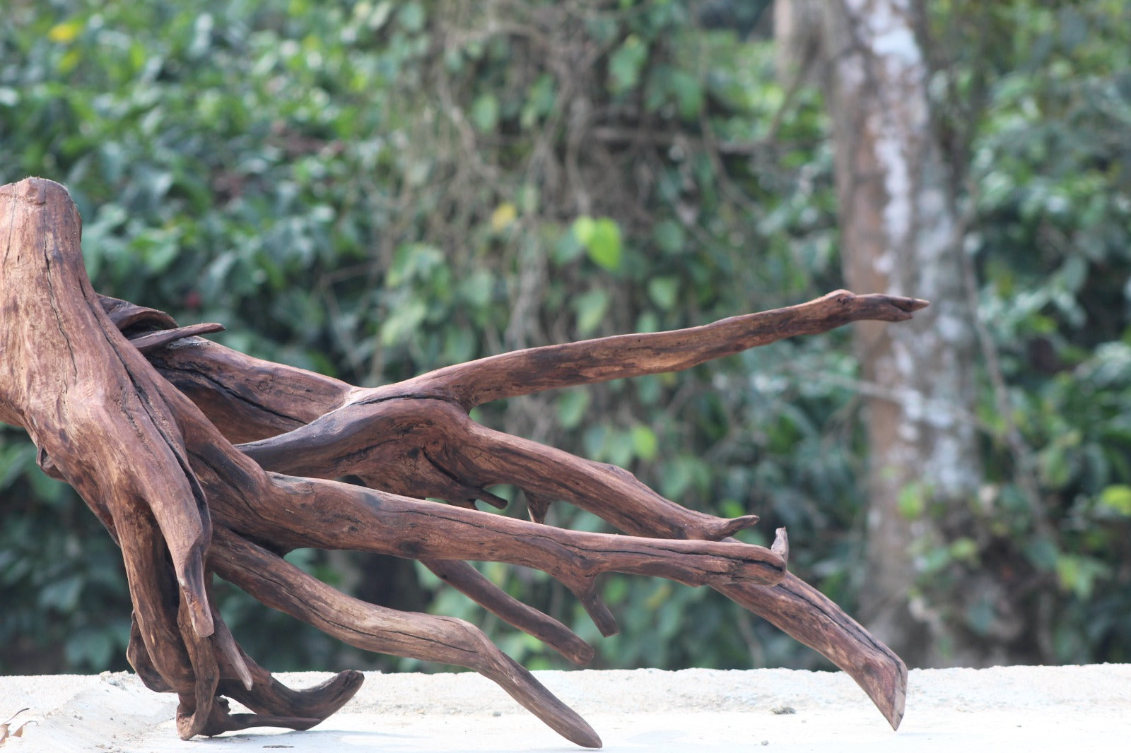 42×24 Inch Teak Root Driftwood — 100% Natural River-Formed Structure (For Experienced Professional Aquascapers Only)