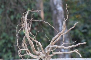 20 × 20 Inch Natural Driftwood (L × H)