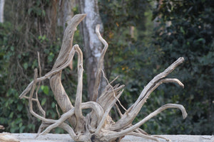 36 × 36 Inch Natural Driftwood Statement Piece thumbnail 2