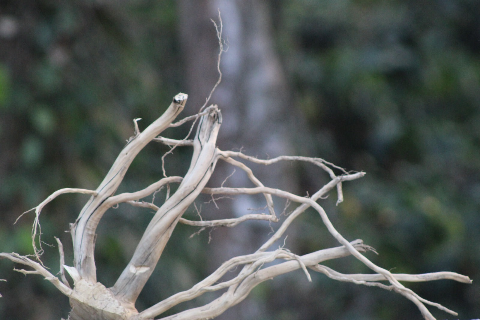 18 × 12 Inch Natural Driftwood