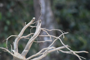 18 × 12 Inch Natural Driftwood