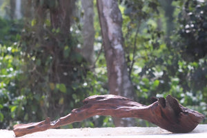 A Unique Driftwood (42x10 inch LXH) thumbnail 2