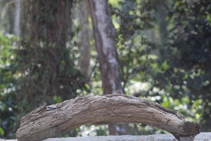 Forest Floor Refuge 36x10 inch LXH Log piece thumbnail 2