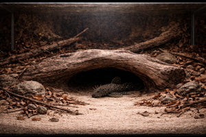 Forest Floor Refuge 36x10 inch LXH Log piece thumbnail 1
