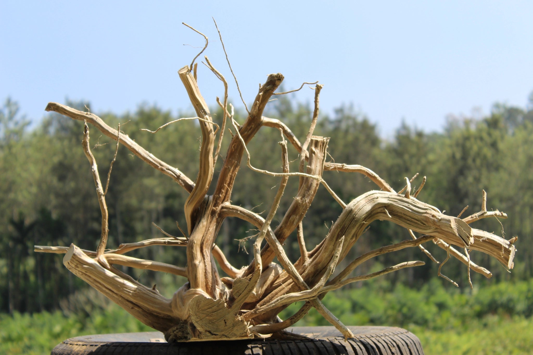 Artistic Spiderwood driftwood sculpture measuring 30x18 inches, featuring bold curves and natural branching. Perfect for aquariums, terrariums, and home decor.

