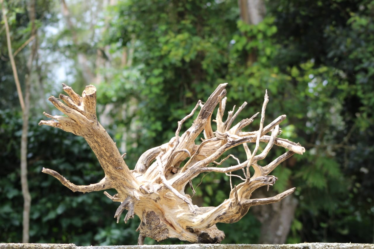 Beautiful 36x24 - Inch Spider Wood Branch Sculpture – Aquascaping, Terrariums, and Artistic Decor - UNIQUE DRIFTWOOD