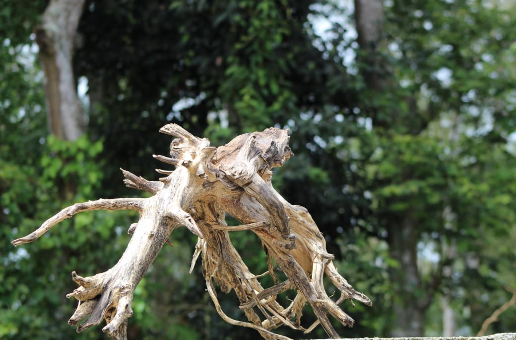 Beautiful 36x24 - Inch Spider Wood Branch Sculpture – Aquascaping, Terrariums, and Artistic Decor - UNIQUE DRIFTWOOD