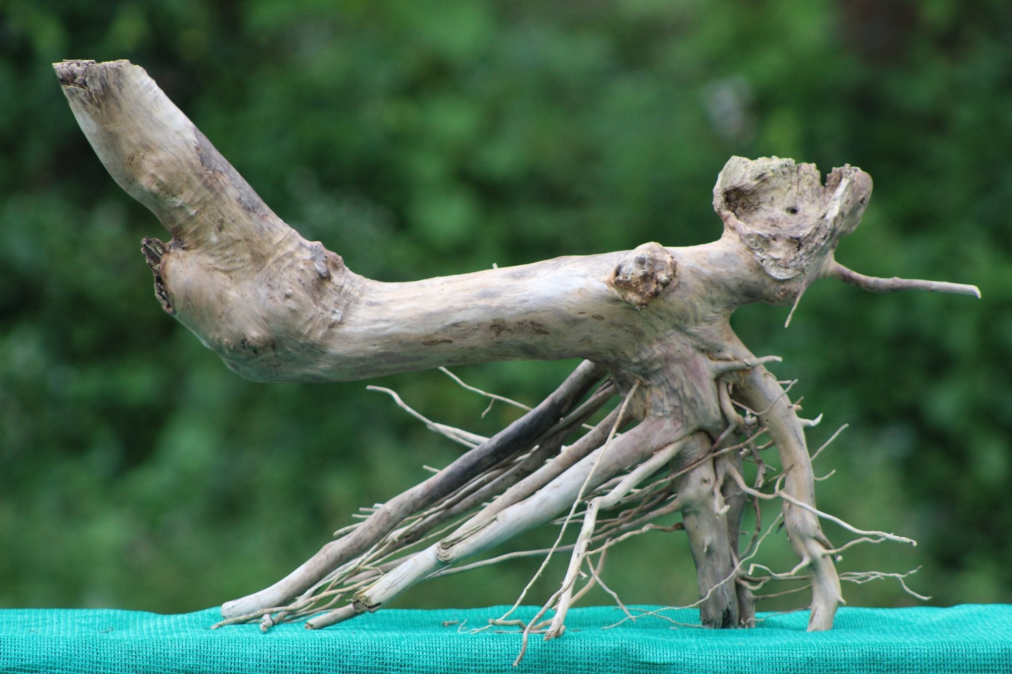 Bogwood Stump with Root (24x20 inch) – Perfect for Aquariums, Terrariums, and Home Décor - UNIQUE DRIFTWOOD