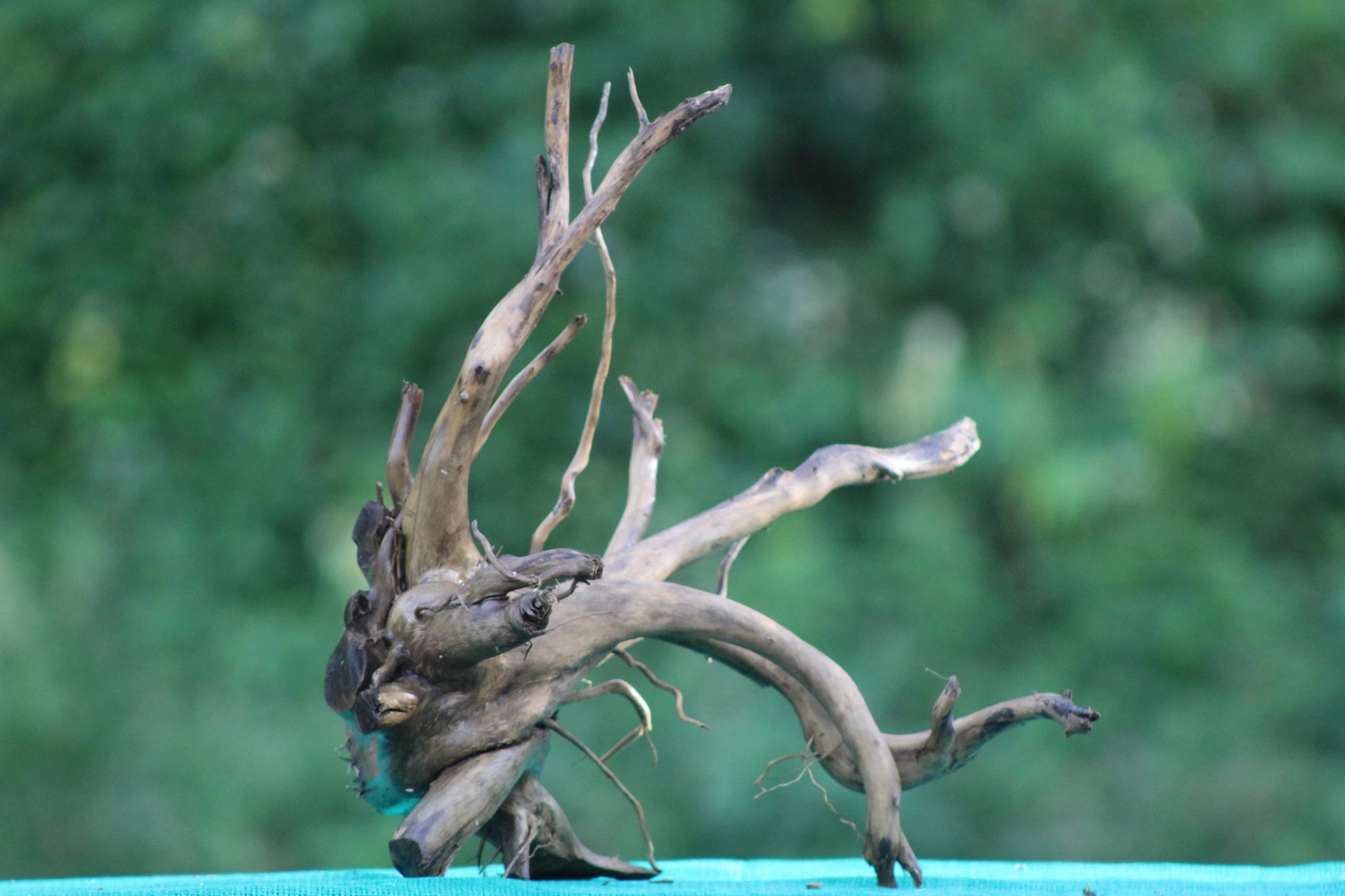 Compact 15x15 Spider Wood Driftwood for Aquascaping & Natural Aquarium Décor - UNIQUE DRIFTWOOD