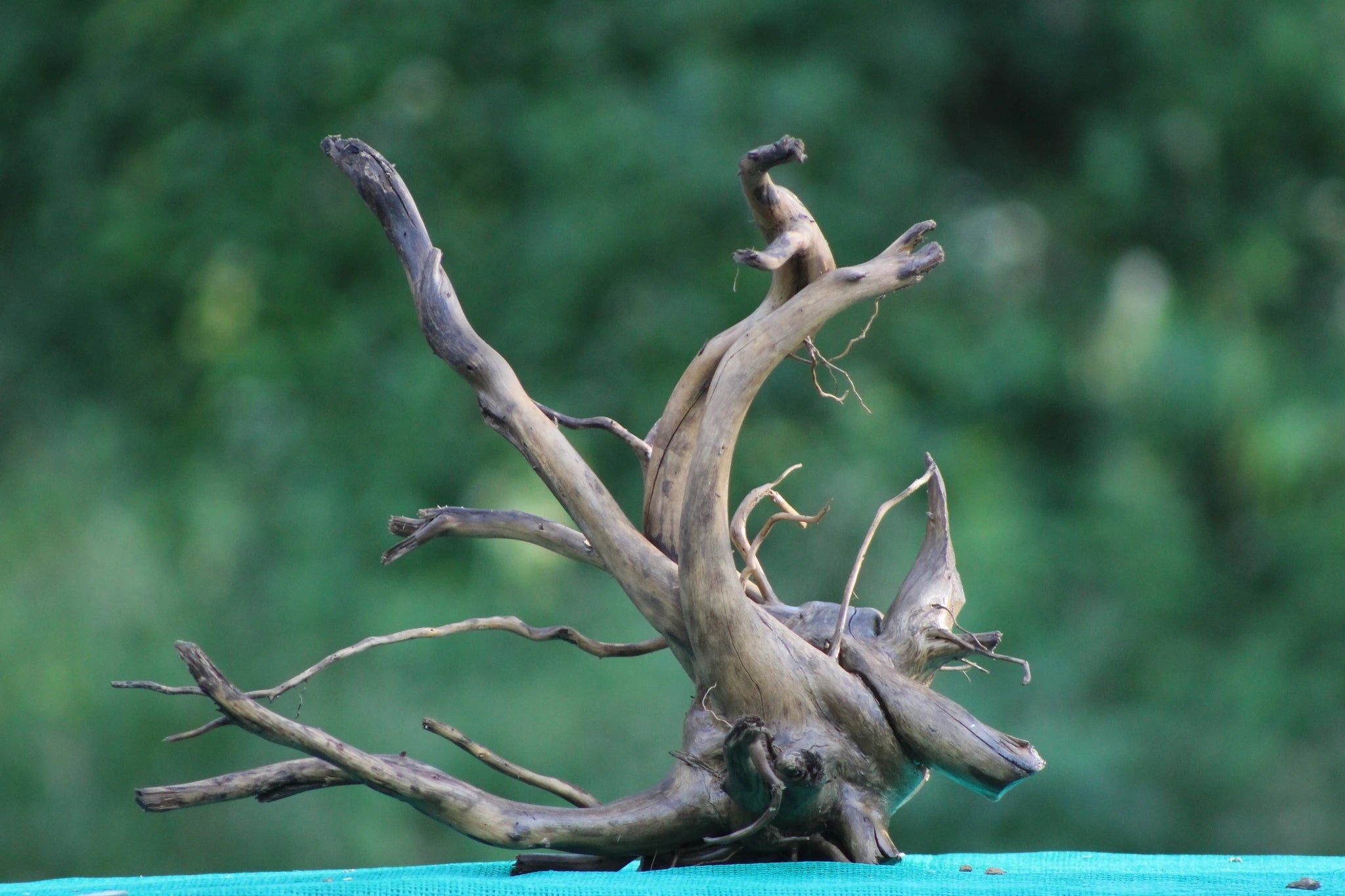 Compact 15x15 Spider Wood Driftwood for Aquascaping & Natural Aquarium Décor - UNIQUE DRIFTWOOD