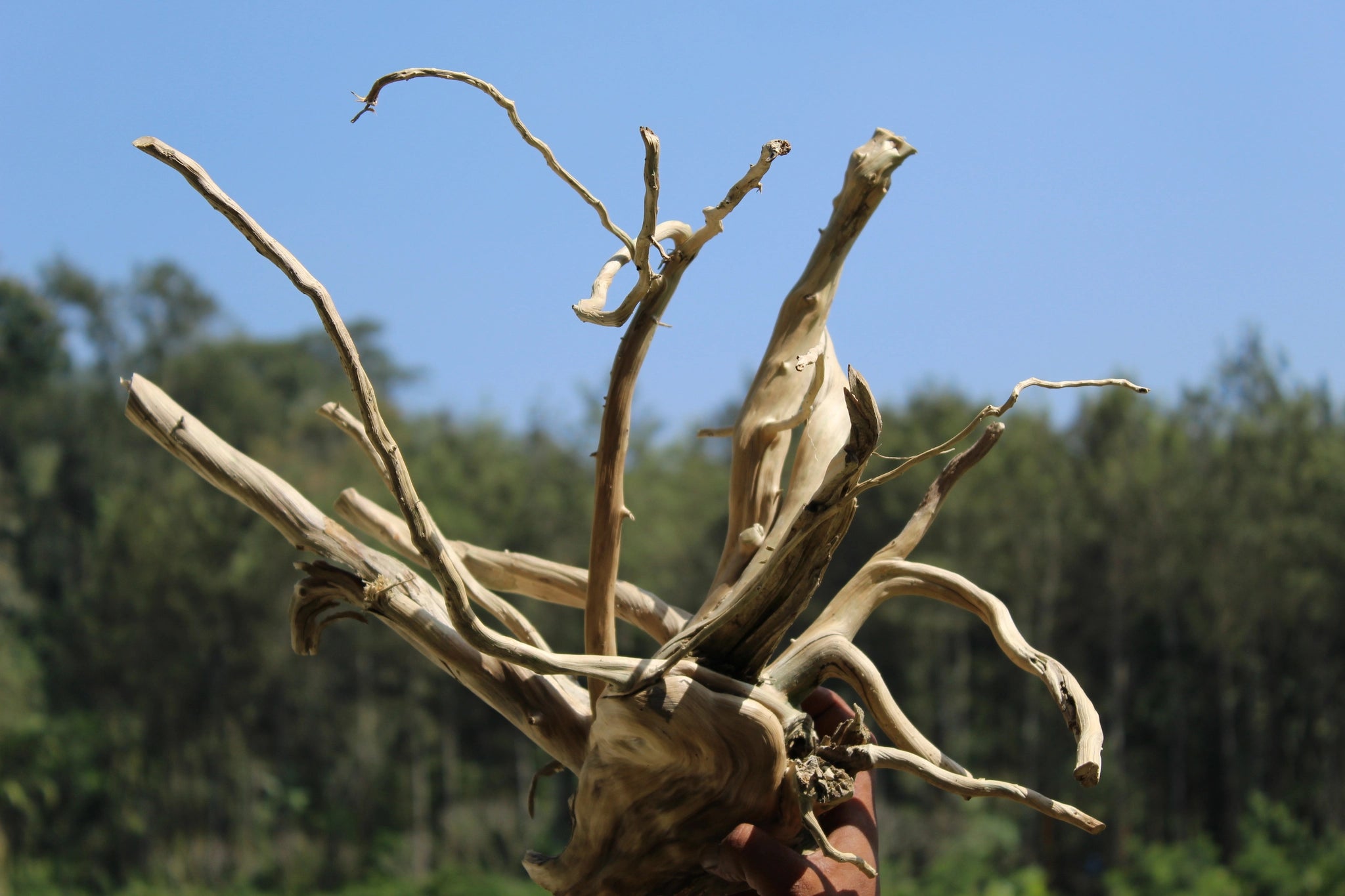 Compact Spiderwood driftwood sculpture measuring 18x18 inches, featuring dynamic branches and a robust base. Ideal for aquariums, terrariums, and decor.

