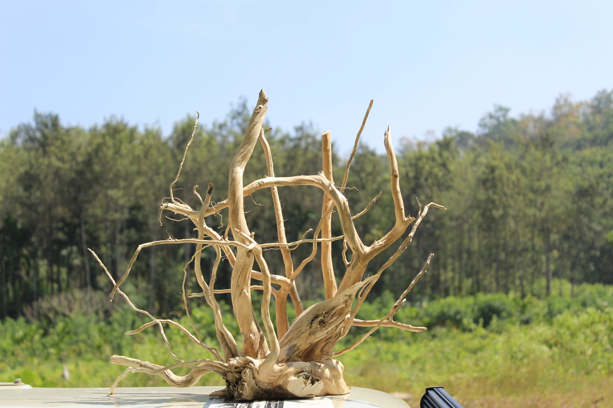 Elegant Spiderwood driftwood sculpture measuring 24x18 inches, featuring flowing branches and a sturdy base. Ideal for aquariums, terrariums, and decor.

