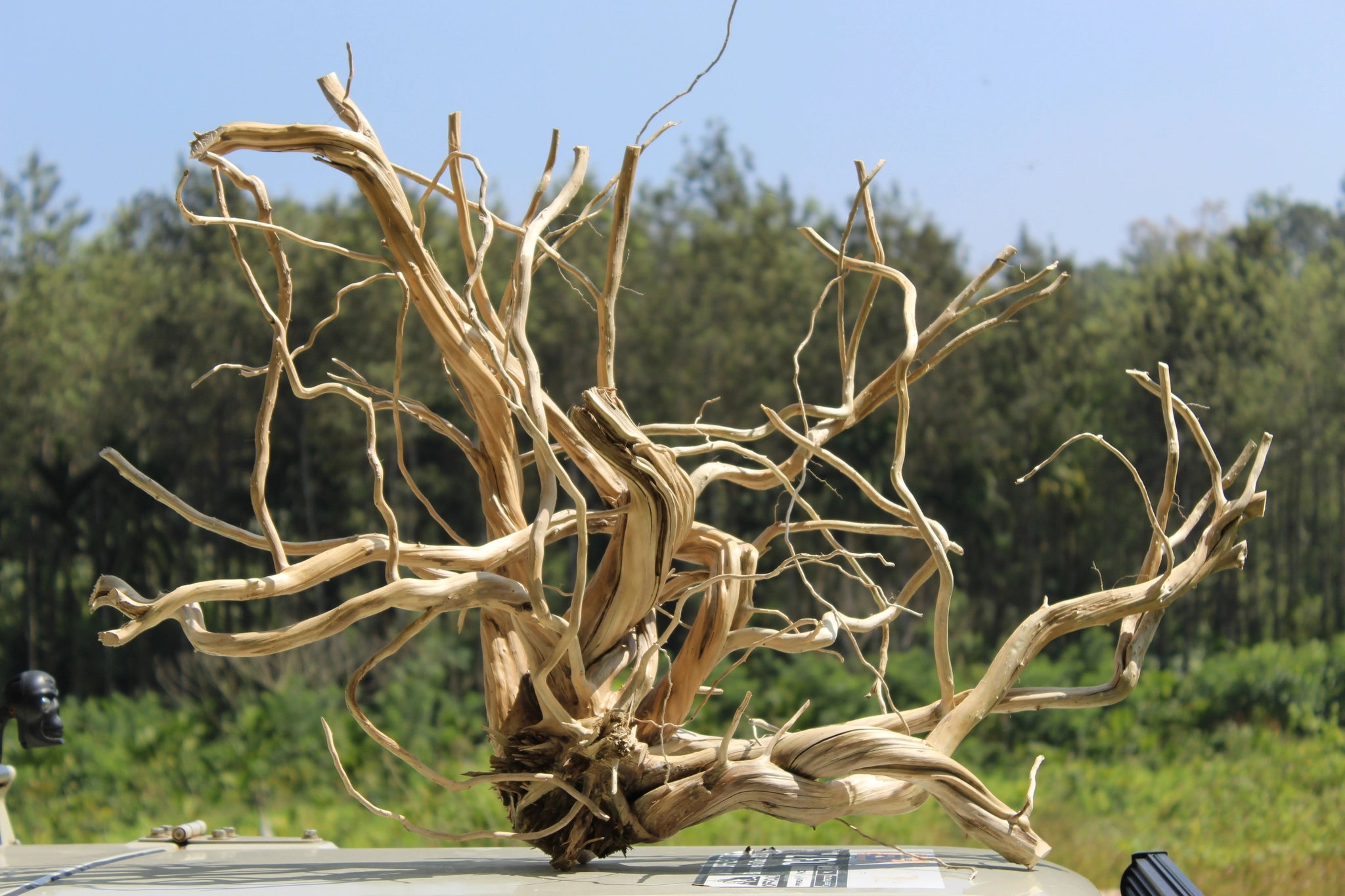 A 36x24 inch extra-large natural driftwood piece with intricate branches and weathered texture, ideal for aquariums, terrariums, and rustic décor 