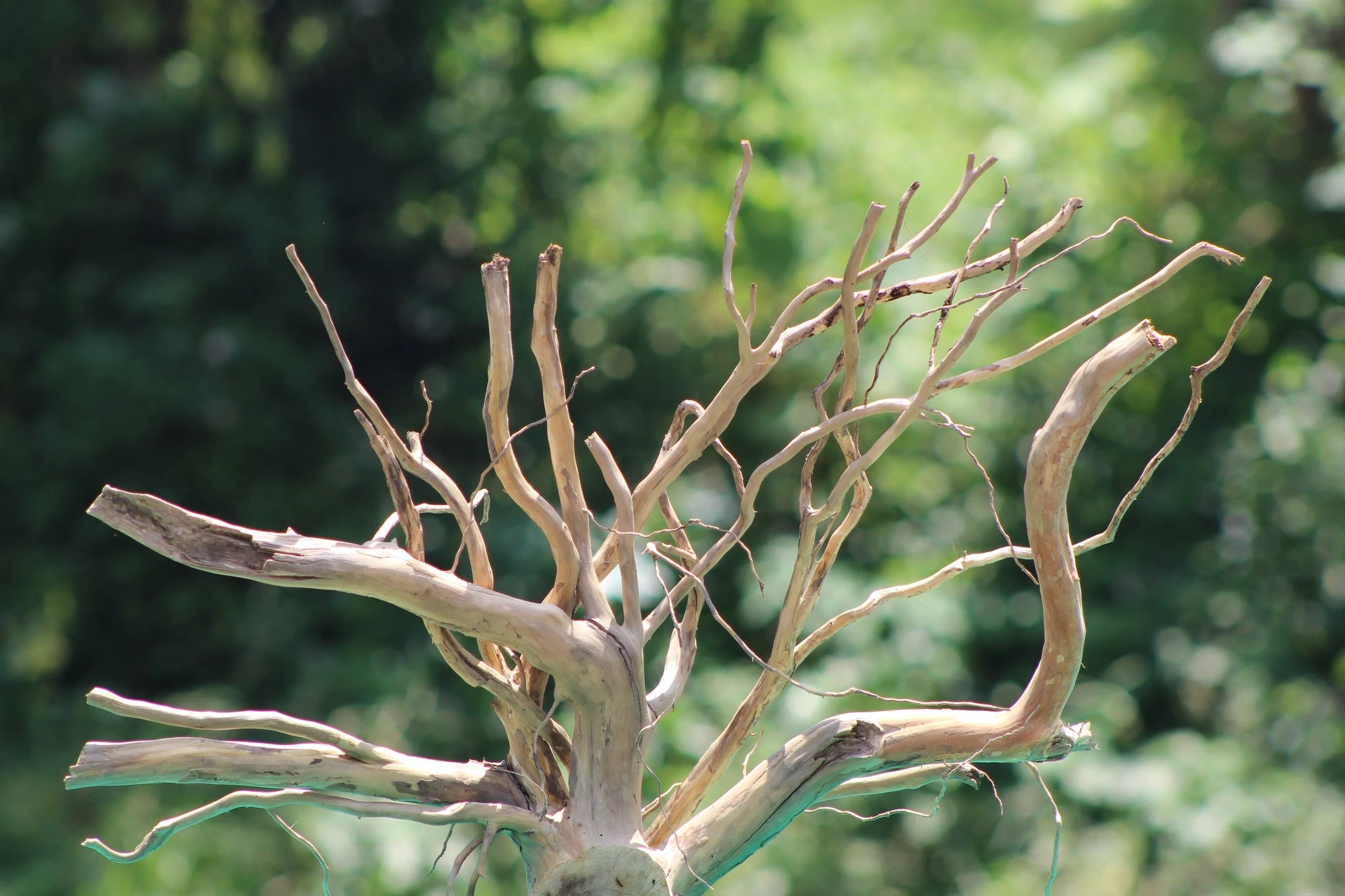 Extra Large Natural Spiderwood for Aquascaping & Aquarium Decor - 36x24 Inch Handpicked Spiderwood - UNIQUE DRIFTWOOD