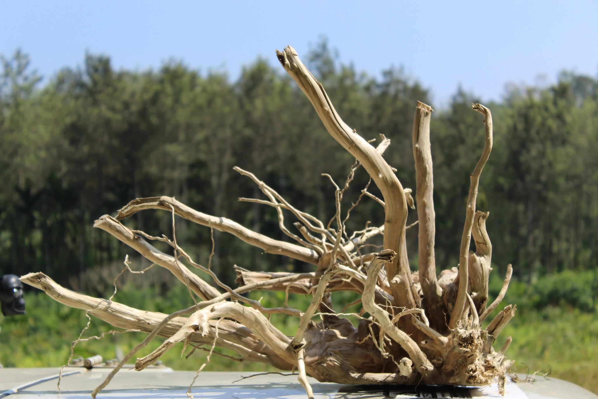 Grand Spiderwood driftwood sculpture measuring 30x18 inches, featuring intricate branches and a bold structure. Perfect for aquariums, terrariums, and decor.

